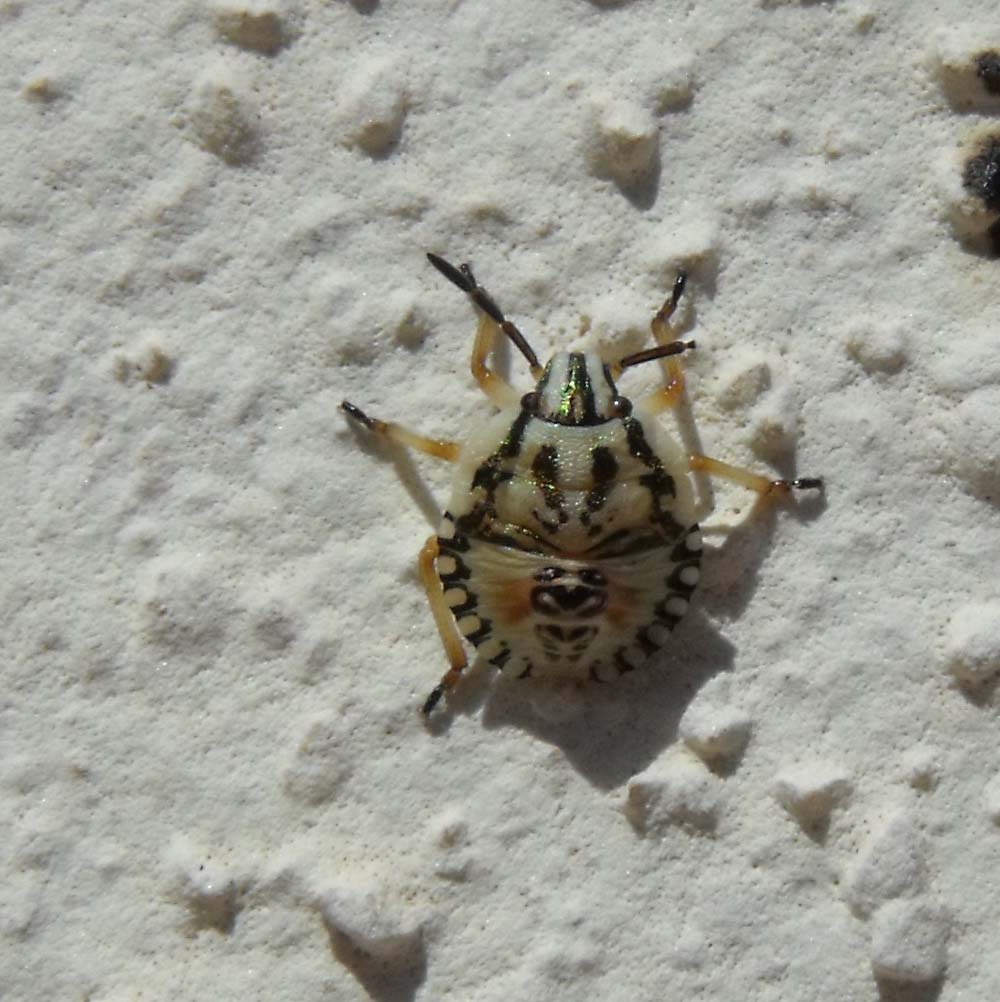 Pentatomidae: neanide di Carpocoris sp. del Grossetano